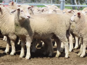 Composite Ewe Lambs — Future Breeders, White Tag 2025, Millicent SA - Agora Livestock listing QVPILVO
