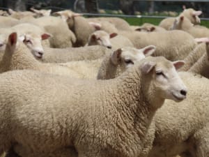 Composite Ewe Lambs — Future Breeders, White Tag 2025, Millicent SA - Agora Livestock listing QVPILVO