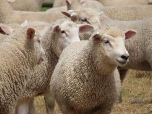 Composite Ewe Lambs — Future Breeders, White Tag 2025, Millicent SA - Agora Livestock listing QVPILVO