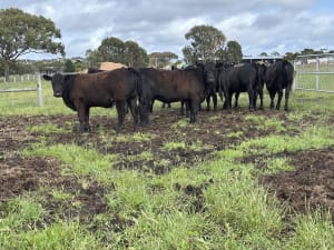Purebred Angus Heifers, Francs Blood, Weaned, Queenscliff VIC - Agora Livestock listing 2YXIKP0