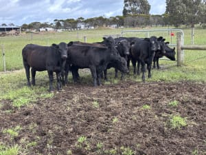 Purebred Angus Heifers, Francs Blood, Weaned, Queenscliff VIC - Agora Livestock listing 2YXIKP0