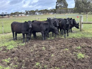 Purebred Angus Heifers, Francs Blood, Weaned, Queenscliff VIC - Agora Livestock listing 2YXIKP0