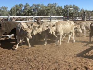 124 Station Mated Cows with 63 Calves at Foot, Hebel QLD - Agora Livestock listing 01KA0NV