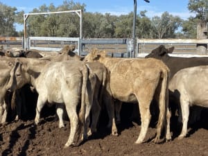 124 Station Mated Cows with 63 Calves at Foot, Hebel QLD - Agora Livestock listing 01KA0NV