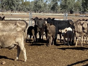 124 Station Mated Cows with 63 Calves at Foot, Hebel QLD - Agora Livestock listing 01KA0NV