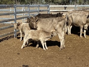 124 Station Mated Cows with 63 Calves at Foot, Hebel QLD - Agora Livestock listing 01KA0NV