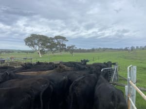 35 PTIC Angus & Crossbred Breeders, Calving June, Back Valley SA - Agora Livestock listing 7NLIDPN