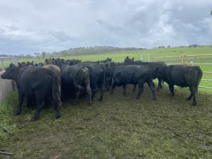 35 PTIC Angus & Crossbred Breeders, Calving June, Back Valley SA - Agora Livestock listing 7NLIDPN