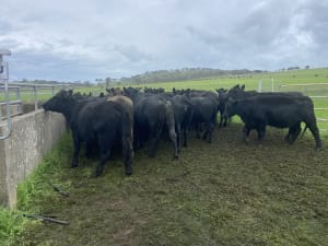 35 PTIC Angus & Crossbred Breeders, Calving June, Back Valley SA - Agora Livestock listing 7NLIDPN