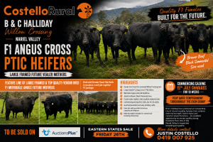 20 PTIC F1 Angus X Heifers, Breeding A+, Corryong VIC - Agora Livestock listing GDMILXD