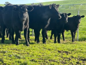 4 Purebred Angus Cows & Calves (AuctionsPlus), Tooma NSW - Agora Livestock listing QVPIL4N