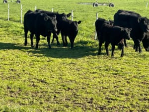 4 Purebred Angus Cows & Calves (AuctionsPlus), Tooma NSW - Agora Livestock listing QVPIL4N