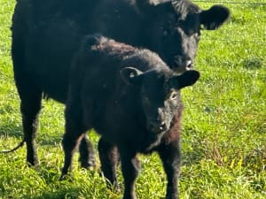 4 Purebred Angus Cows & Calves (AuctionsPlus), Tooma NSW - Agora Livestock listing QVPIL4N