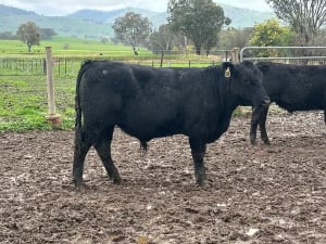 9 Angus Weaner Steers to Auction, Cudgewa VIC - Agora Livestock listing DVOID5K