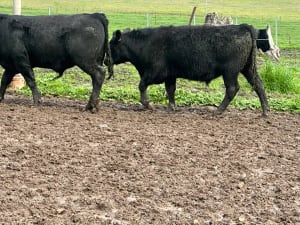 9 Angus Weaner Steers to Auction, Cudgewa VIC - Agora Livestock listing DVOID5K
