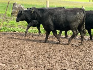 9 Angus Weaner Steers to Auction, Cudgewa VIC - Agora Livestock listing DVOID5K