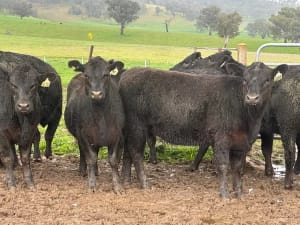 10 Angus Weaner Heifers to Auction, Cudgewa VIC - Agora Livestock listing MKPILQ3