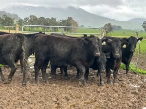 10 Angus Weaner Heifers to Auction, Cudgewa VIC - Agora Livestock listing MKPILQ3