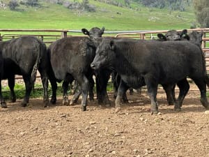 8 Angus Weaned Steers, Tintaldra VIC - Agora Livestock listing DVOIDOK