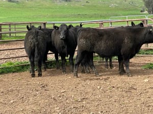 8 Angus Weaned Steers, Tintaldra VIC - Agora Livestock listing DVOIDOK
