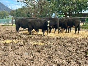 8 Angus X Weaned Steers, Tintaldra VIC - Agora Livestock listing MKPIL13