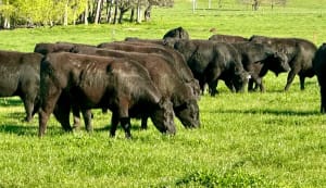43 Heavy Purebred Angus Feeder Steers, Nariel Valley , Vic  ( A+ Fri Sep 18th 9AM est ), Nariel Valley VIC - Agora Livestock listing 6XZIRWQ