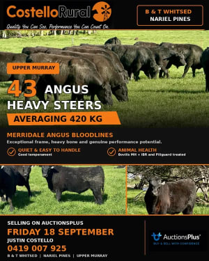 43 Heavy Purebred Angus Feeder Steers, Nariel Valley , Vic  ( A+ Fri Sep 18th 9AM est ), Nariel Valley VIC - Agora Livestock listing 6XZIRWQ
