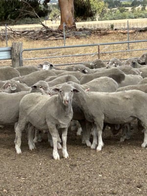 650 Purebred Merino Wether Lambs, Store Condition, Beaufort River WA - Agora Livestock listing 2YXIGV