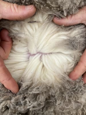 Highly Fertile Purebred MPM Merino Ewes, Soft White Wool, Jingalup WA - Agora Livestock listing PZPI0VE