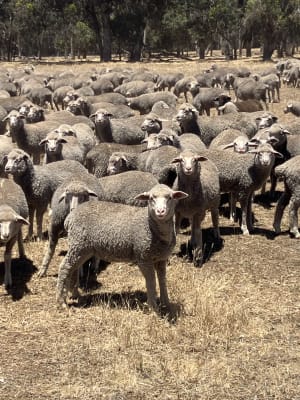 800 MPM Merino Ewe Lambs, White Tag, High Fertility, Jingalup WA - Agora Livestock listing 3QOIO2M