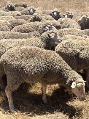 370 MPM Merino Ewe Hoggets, 17 Micron High Fertility, Jingalup WA - Agora Livestock listing NDPI20M
