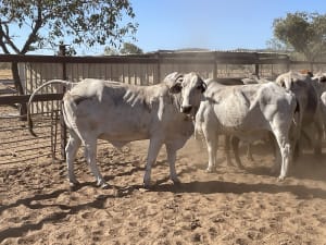 Western Gulf Bred PTIC Cows & Cow-Calf Units, Mareeba QLD - Agora Livestock listing 1N0IQN