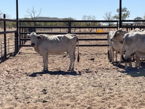 Western Gulf Bred PTIC Cows & Cow-Calf Units, Mareeba QLD - Agora Livestock listing 1N0IQN