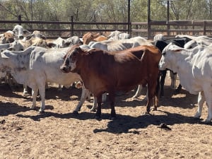 Western Gulf Bred PTIC Cows & Cow-Calf Units, Mareeba QLD - Agora Livestock listing 1N0IQN