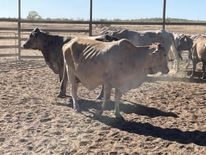 Western Gulf Bred PTIC Cows & Cow-Calf Units, Mareeba QLD - Agora Livestock listing 1N0IQN