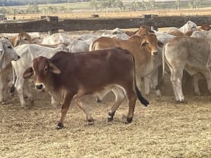 88 Store Weaner Steers, Weighed & Backlined, Mareeba QLD - Agora Livestock listing WWPI0Q