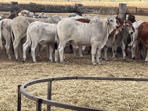 88 Store Weaner Steers, Weighed & Backlined, Mareeba QLD - Agora Livestock listing WWPI0Q