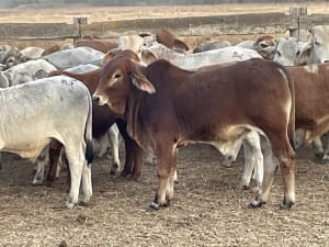 93 Yard-Weaned Brahman-Cross Steer Weaners, Mareeba QLD - Agora Livestock listing 2YXI5Y