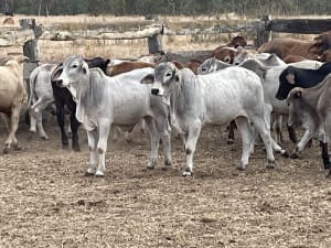 93 Yard-Weaned Brahman-Cross Steer Weaners, Mareeba QLD - Agora Livestock listing 2YXI5Y