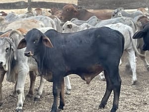 93 Yard-Weaned Brahman-Cross Steer Weaners, Mareeba QLD - Agora Livestock listing 2YXI5Y