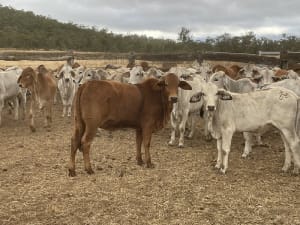 157 Weaned Crossbred Heifers, Good Condition, Yard Weaned, Mareeba QLD - Agora Livestock listing R2PCRP