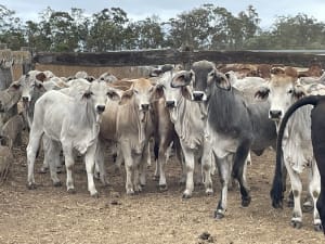 157 Weaned Crossbred Heifers, Good Condition, Yard Weaned, Mareeba QLD - Agora Livestock listing R2PCRP