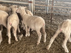 581 Merino Store Wether Lambs, Quality White Wool, Gnowangerup WA - Agora Livestock listing MKPILO1