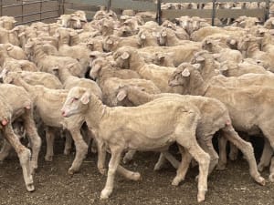 842 Merino Store Wether Lambs, White Wool Producers, Gnowangerup WA - Agora Livestock listing LKPIZP2