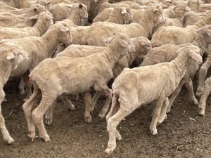 842 Merino Store Wether Lambs, White Wool Producers, Gnowangerup WA - Agora Livestock listing LKPIZP2