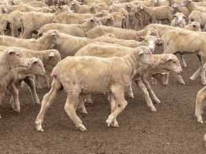 294 Quality Merino Store Wether Lambs, White Wool, Gnowangerup WA - Agora Livestock listing DVOID65