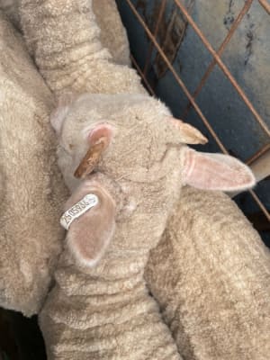 705 Purebred Merino Store Wether Lambs, White Wool, Gnowangerup WA - Agora Livestock listing Z0GBW5R