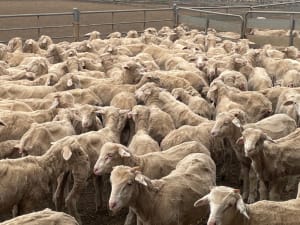 705 Purebred Merino Store Wether Lambs, White Wool, Gnowangerup WA - Agora Livestock listing Z0GBW5R