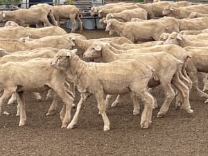 705 Purebred Merino Store Wether Lambs, White Wool, Gnowangerup WA - Agora Livestock listing Z0GBW5R