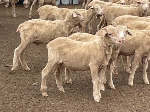 705 Purebred Merino Store Wether Lambs, A+ White Wool, Gnowangerup WA - Agora Livestock listing VDPIED1